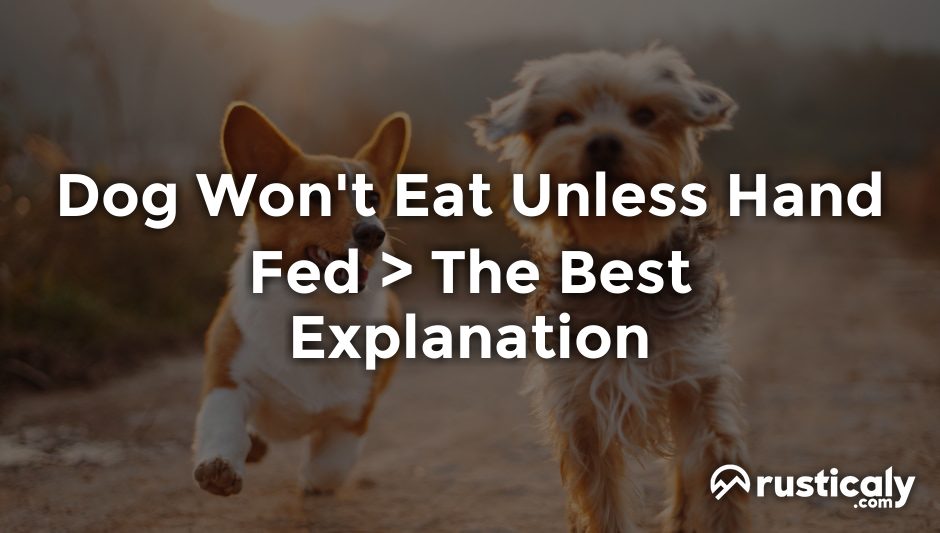 dog won't eat unless hand fed