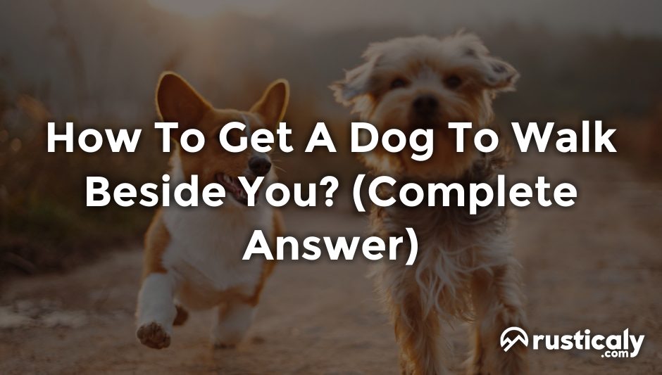 how to get a dog to walk beside you