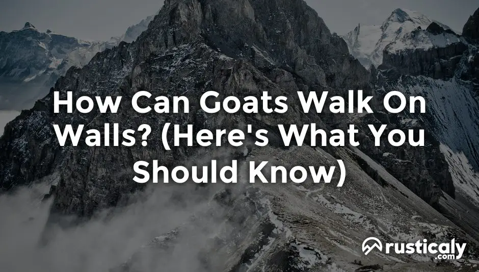 how can goats walk on walls