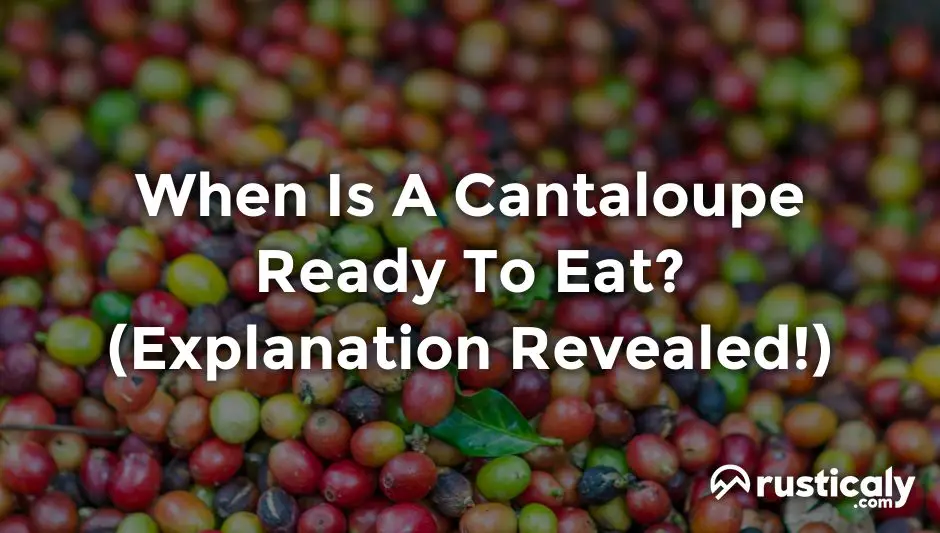 when is a cantaloupe ready to eat