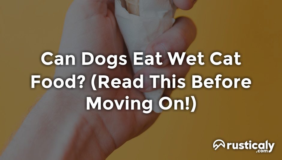 can dogs eat wet cat food