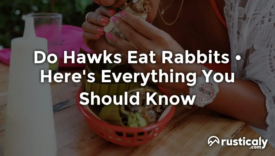 do hawks eat rabbits