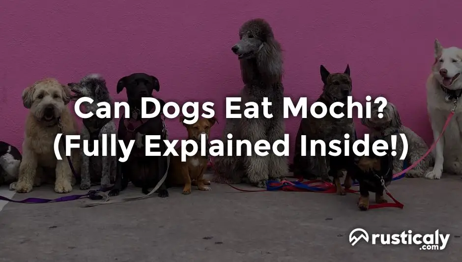 can dogs eat mochi