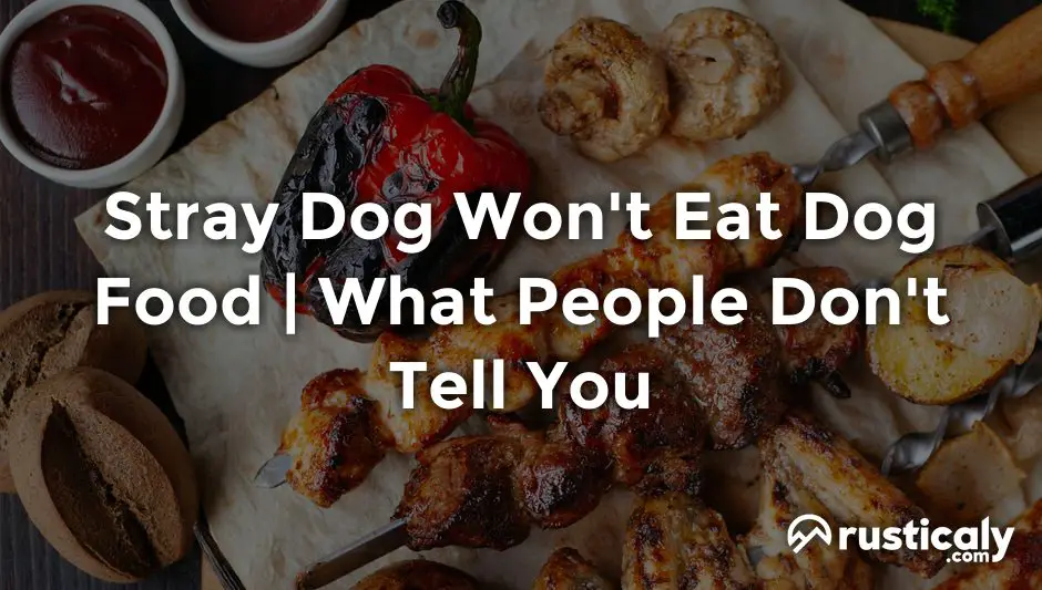 Stray Dog Won't Eat Dog Food The Ultimate Explanation