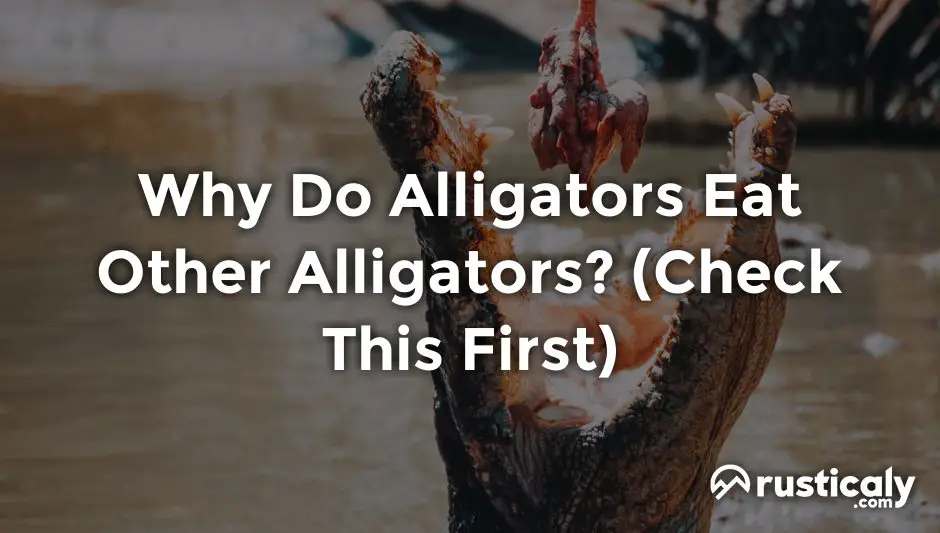 why do alligators eat other alligators