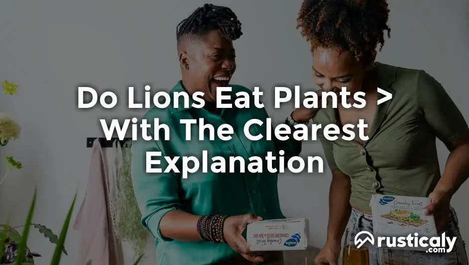 do lions eat plants