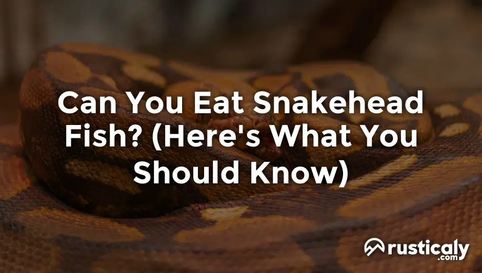 can you eat snakehead fish