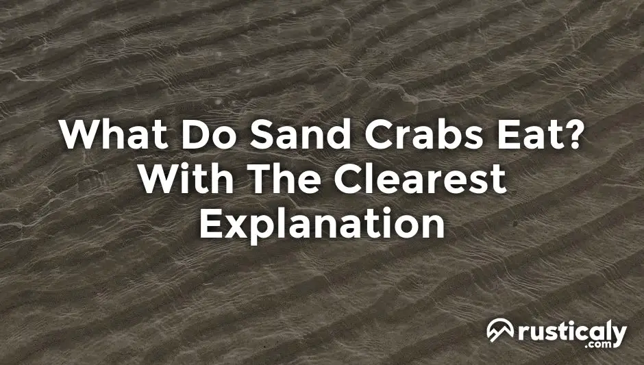 what do sand crabs eat