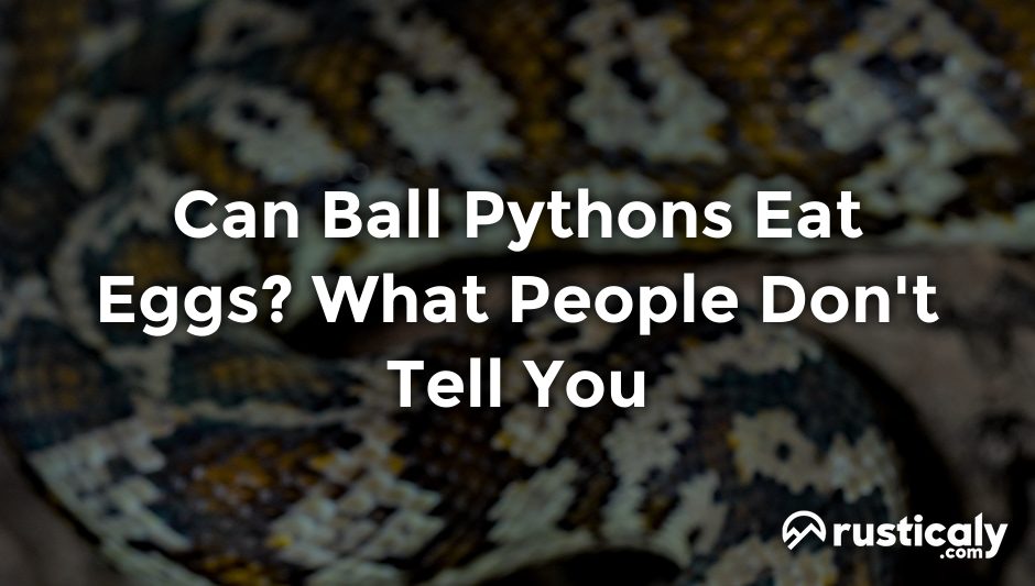 can ball pythons eat eggs