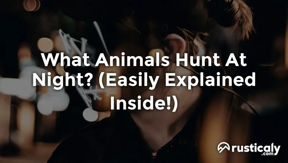 what animals hunt at night