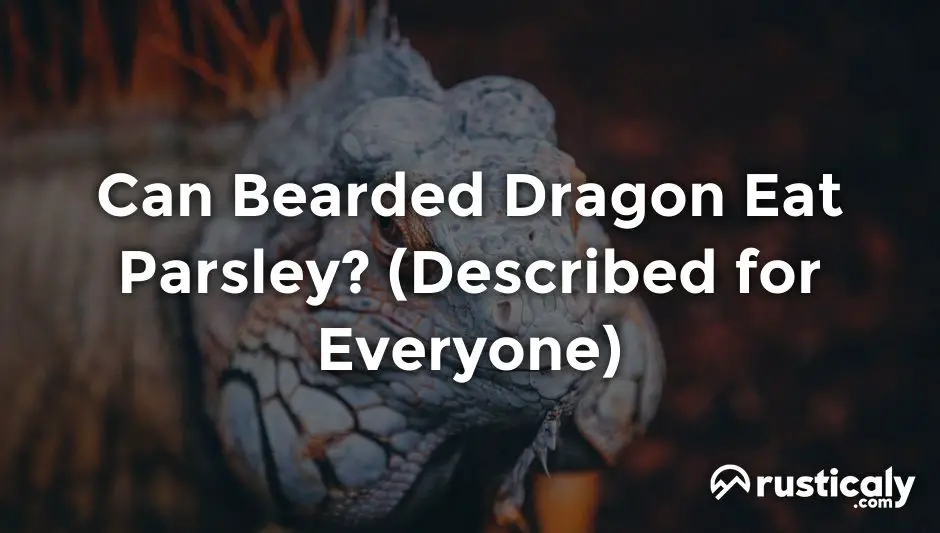 can bearded dragon eat parsley