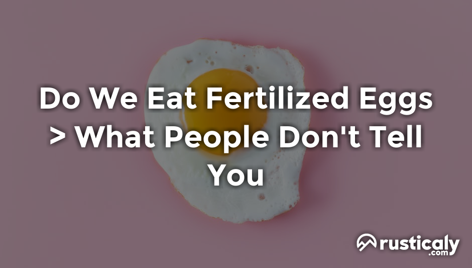do we eat fertilized eggs