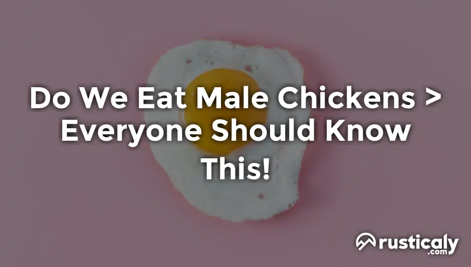 do we eat male chickens