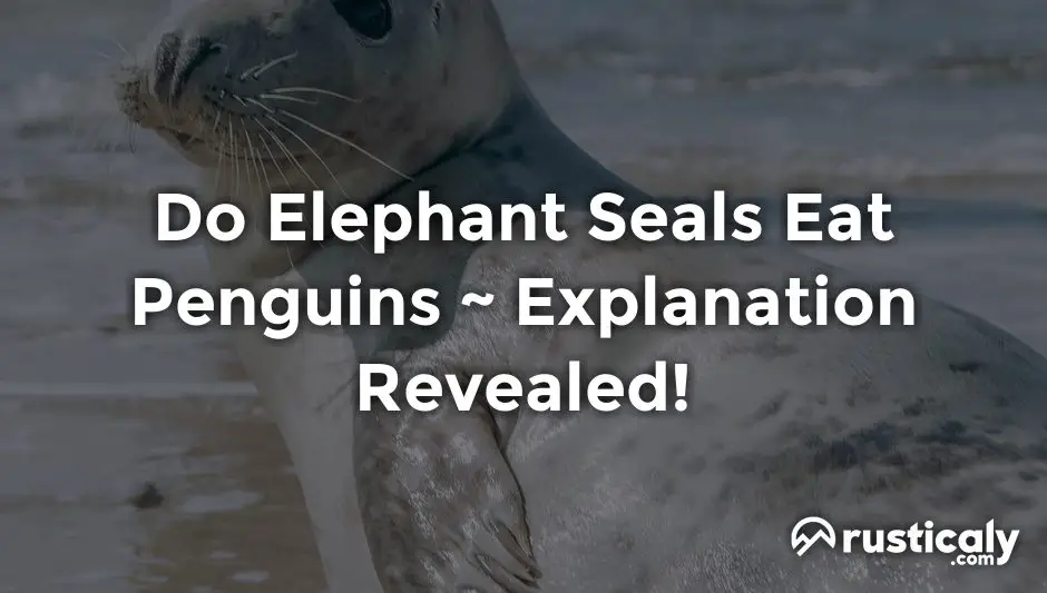 do elephant seals eat penguins