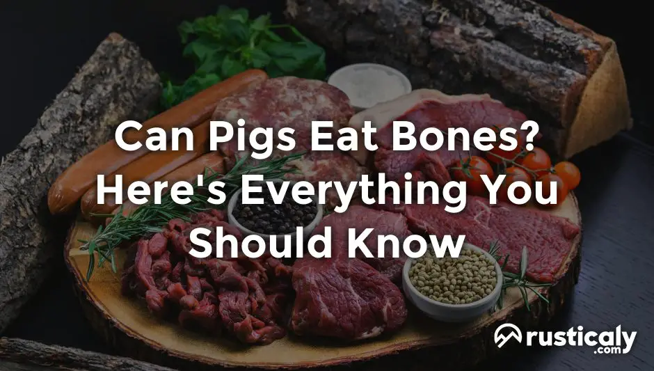 can pigs eat bones