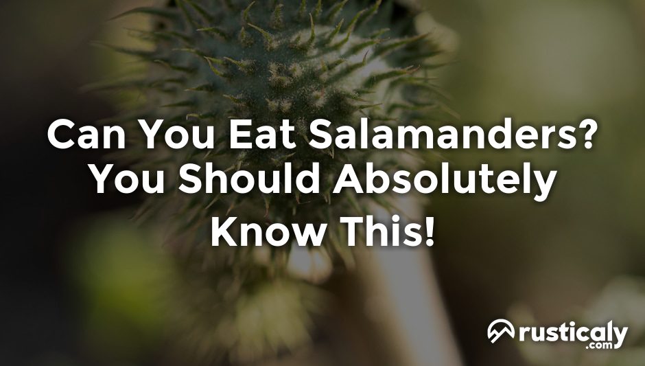 can you eat salamanders