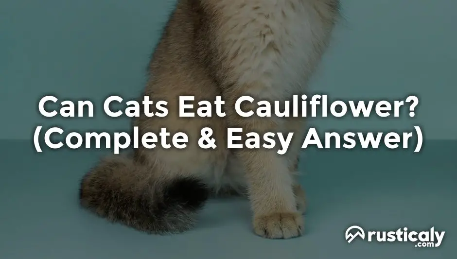 can cats eat cauliflower