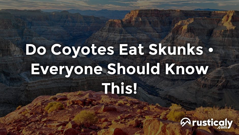 do coyotes eat skunks