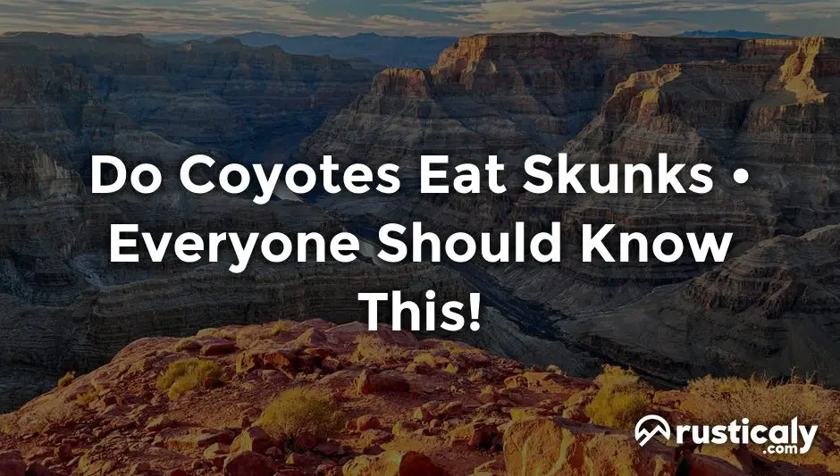 do coyotes eat skunks