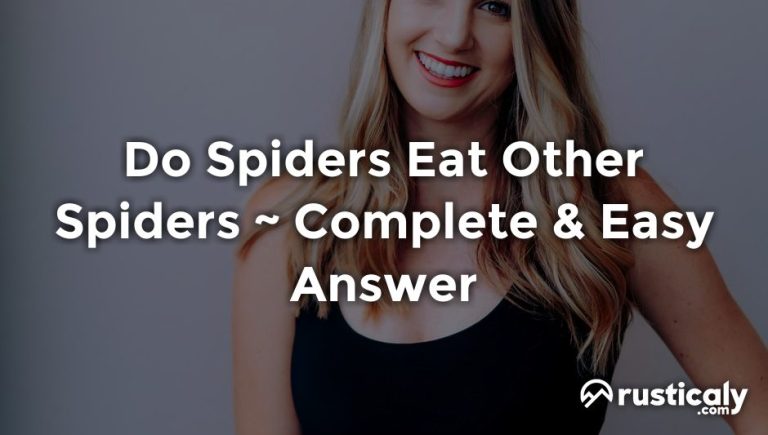 do spiders eat other spiders