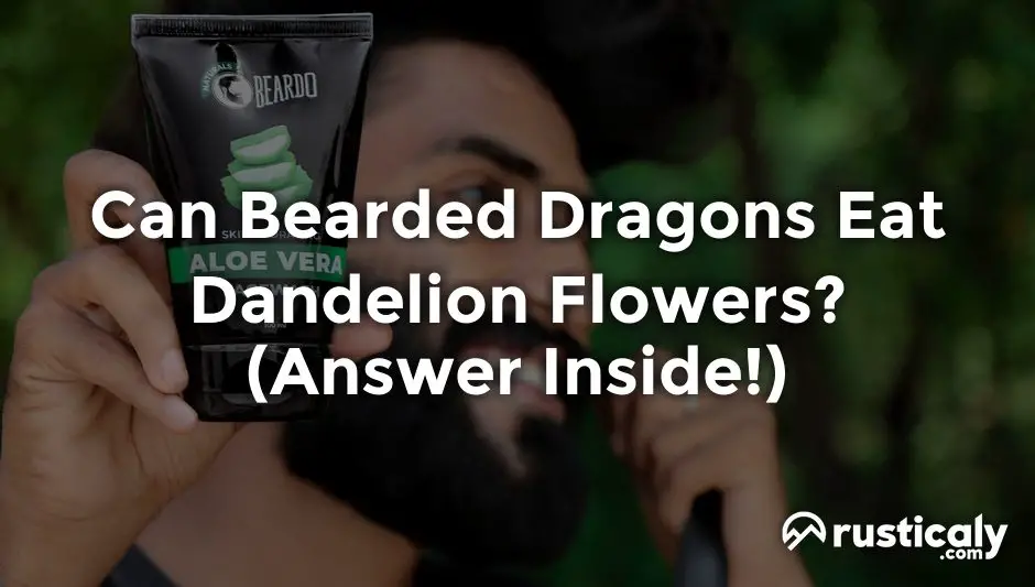 can bearded dragons eat dandelion flowers