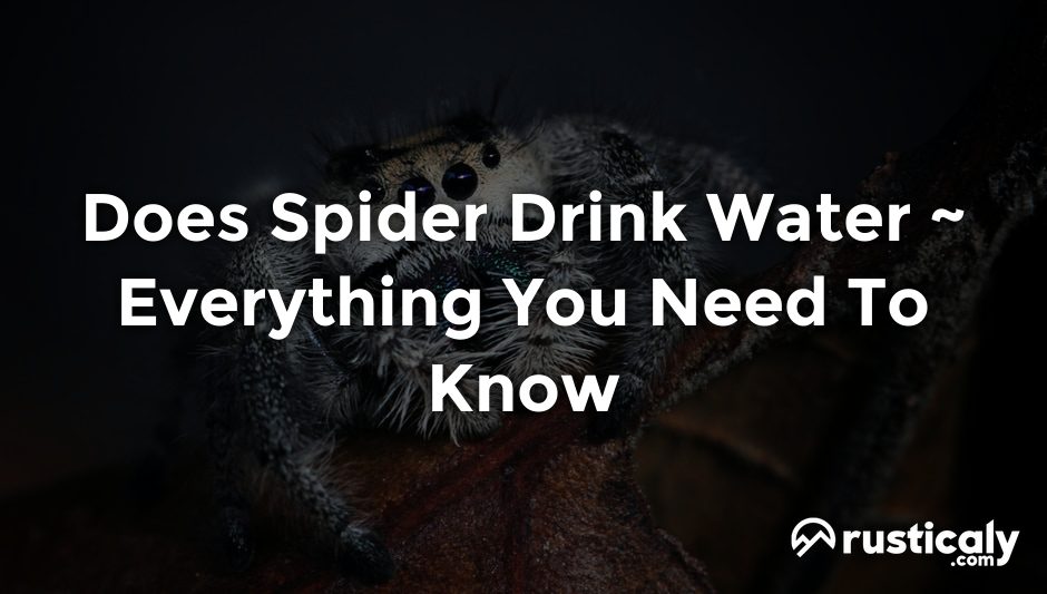 does spider drink water
