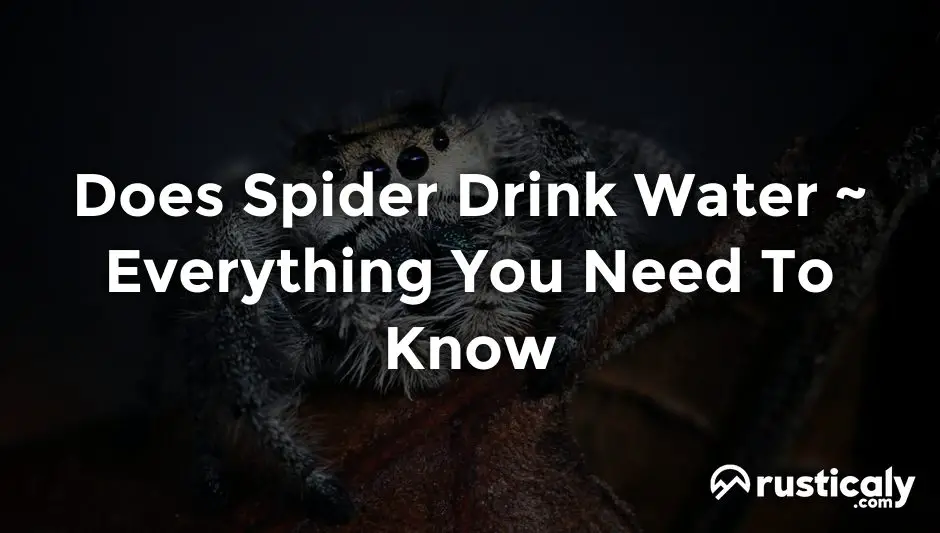 does spider drink water