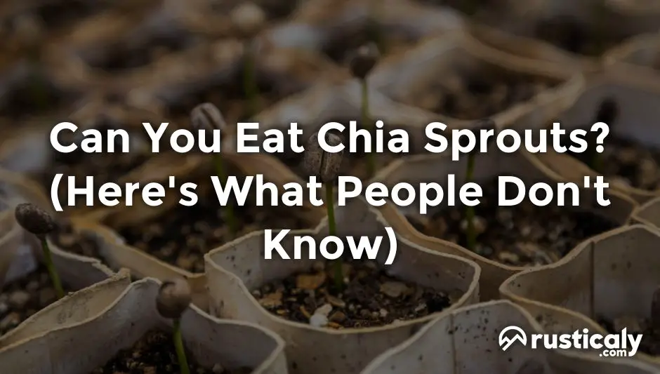 can you eat chia sprouts