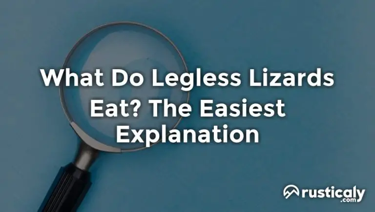 what do legless lizards eat