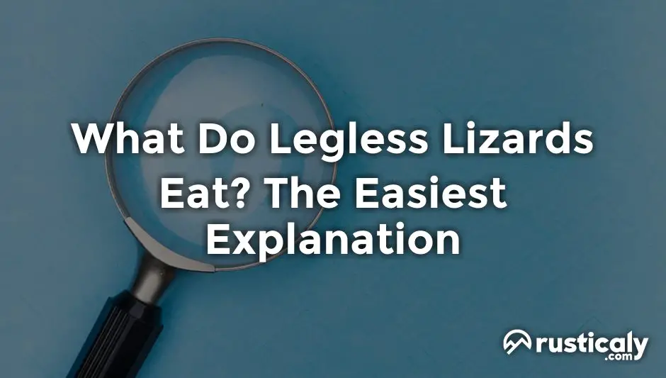 what do legless lizards eat