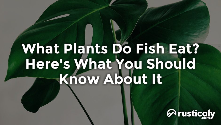 what plants do fish eat