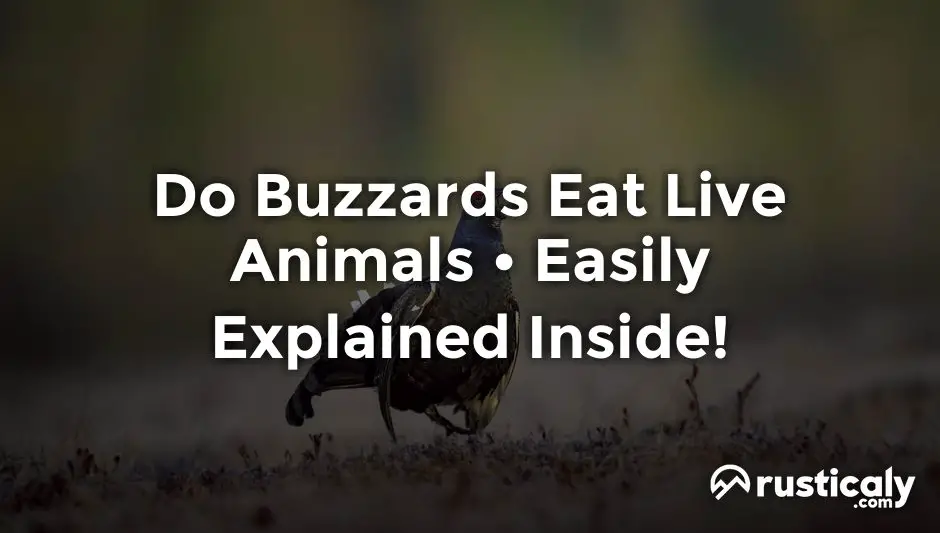 do buzzards eat live animals