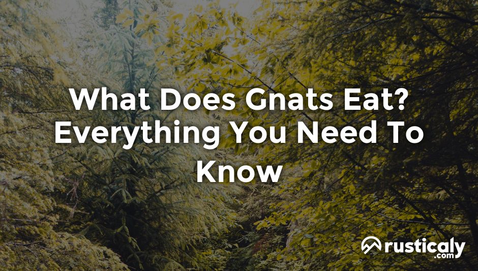 what does gnats eat