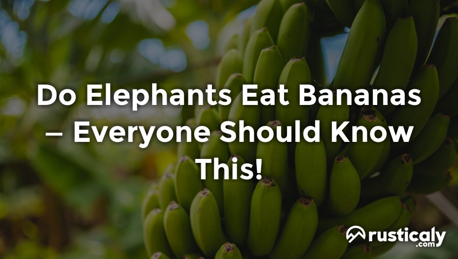 do elephants eat bananas