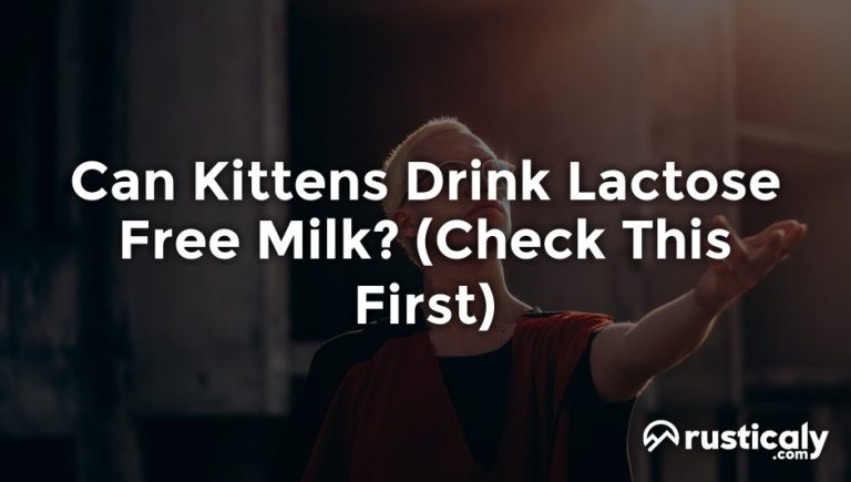 Can Cats Drink Lactose-Free Milk? Safety Explained