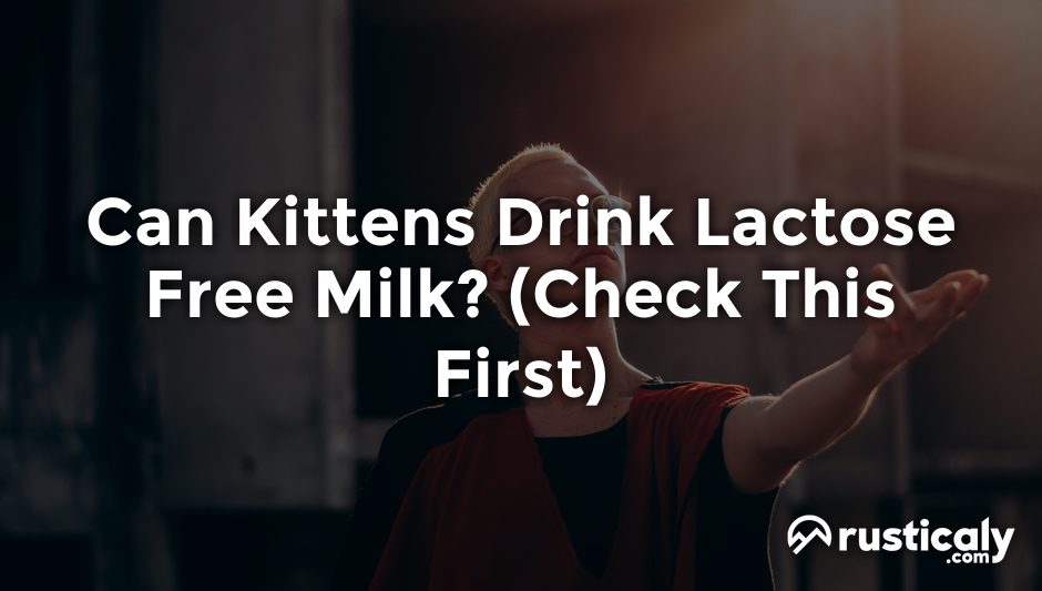 can kittens drink lactose free milk