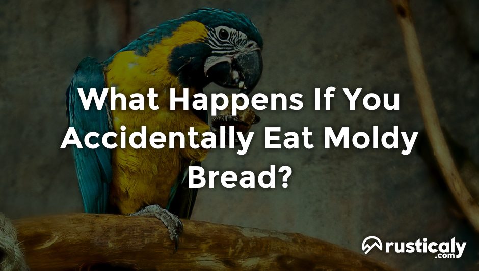 what happens if you accidentally eat moldy bread