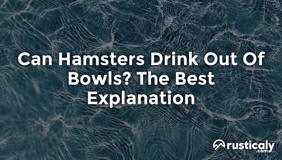 can hamsters drink out of bowls
