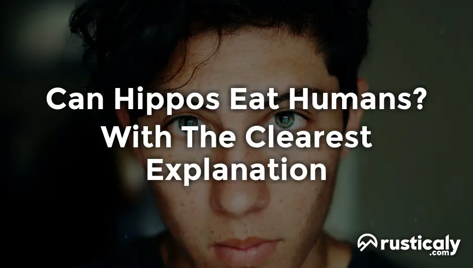 can hippos eat humans