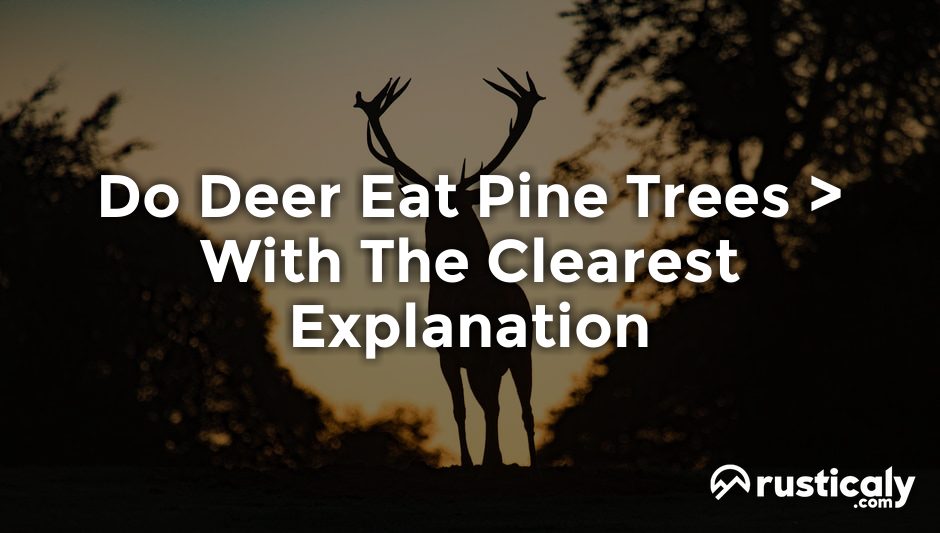 do deer eat pine trees