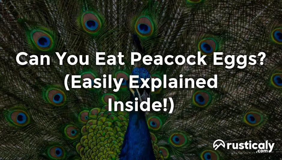 can you eat peacock eggs