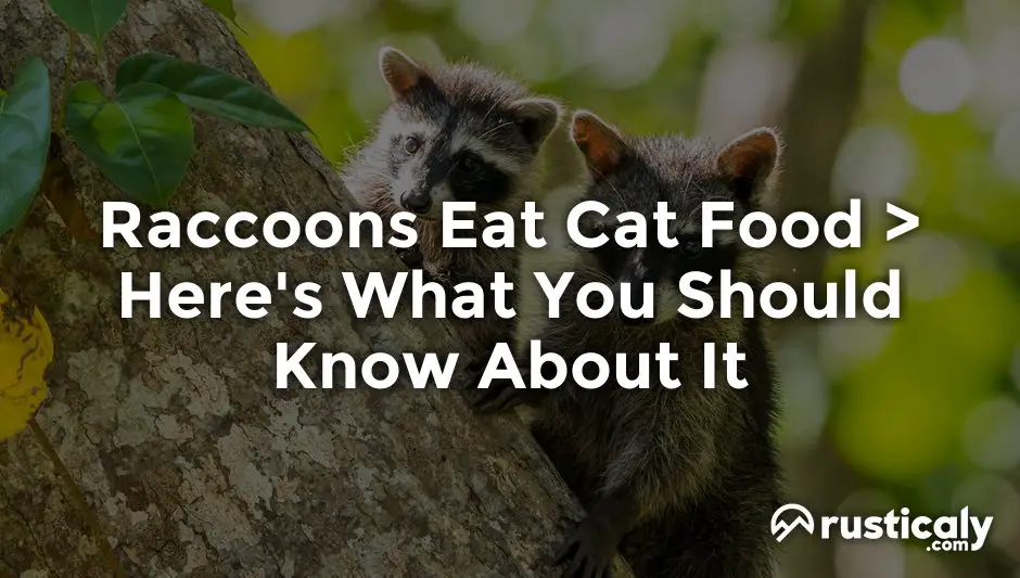 raccoons eat cat food