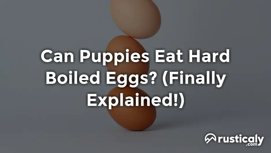 can puppies eat hard boiled eggs