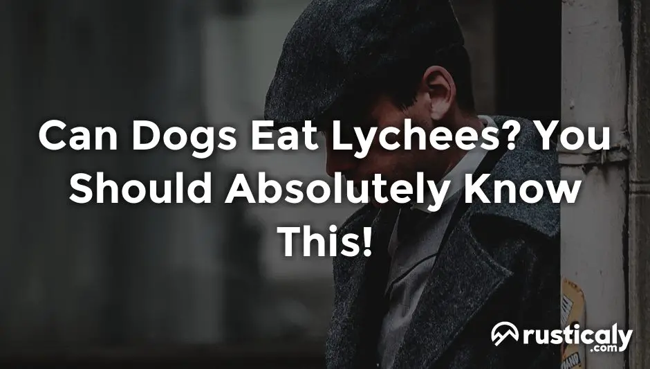 can dogs eat lychees
