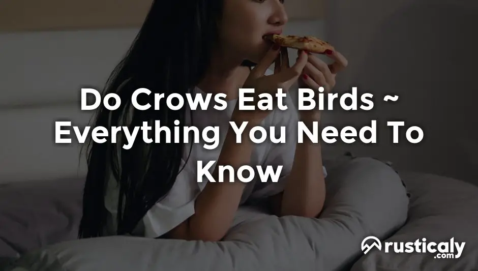 do crows eat birds