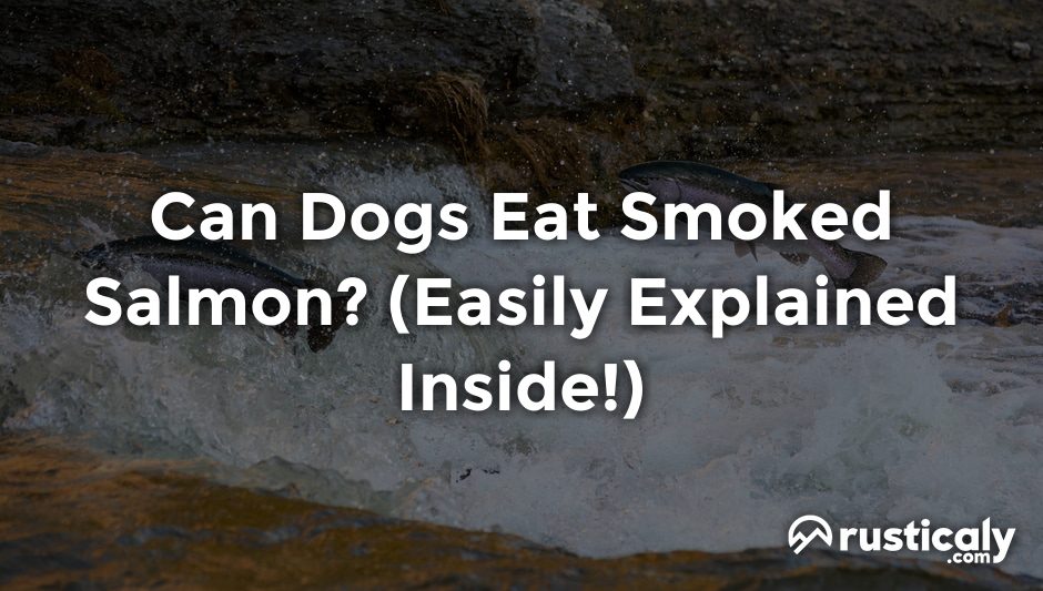 can dogs eat smoked salmon
