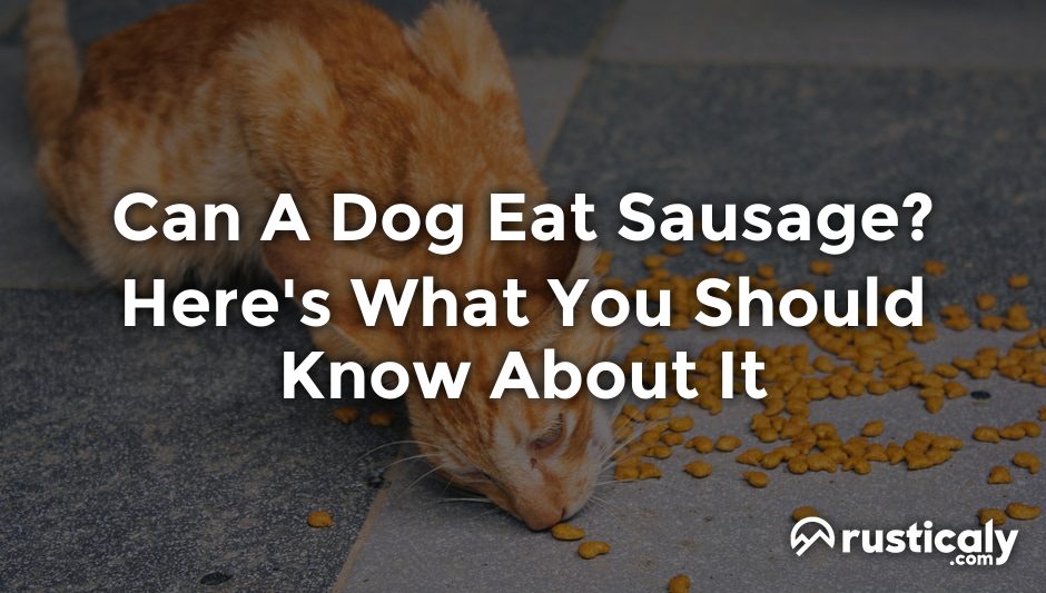 can a dog eat sausage
