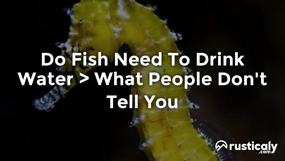 do fish need to drink water