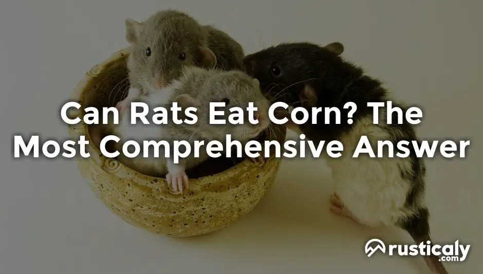 can rats eat corn
