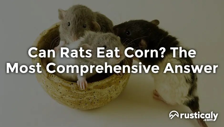 Can Rats Eat Corn? With The Clearest Explanation